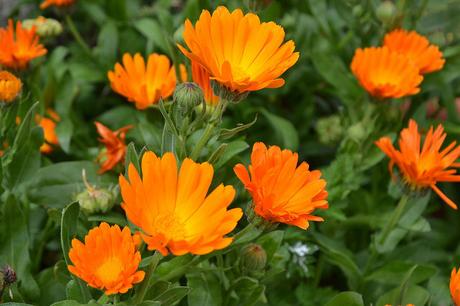 Calendula beneficios de comprarla