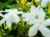 Jazmín. Propiedades beneficios esta planta