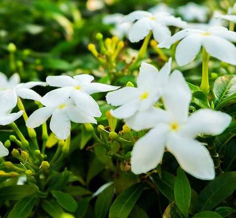Té de Jazmín. Propiedades y beneficios de esta planta en el té propiedades del jasmin