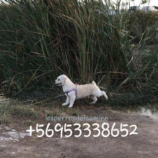 Buscamos a Crow, perdido en Copiapó