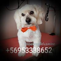 Buscamos a Crow, perdido en Copiapó