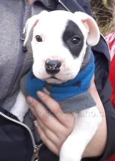 Buscamos a KAITO, perdido en Témuco.