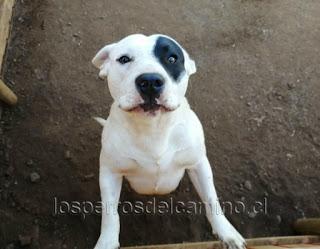 Buscamos a KAITO, perdido en Témuco.