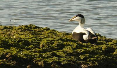 ECLIPSE TOTAL DE EIDER COMÚN