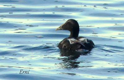 ECLIPSE TOTAL DE EIDER COMÚN