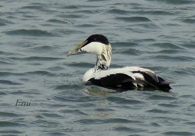 ECLIPSE TOTAL DE EIDER COMÚN