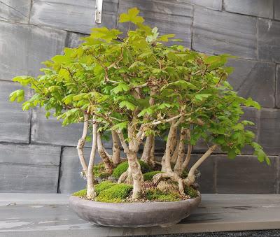 Diorama con Acers Campestres : 25 un bosque de verdad