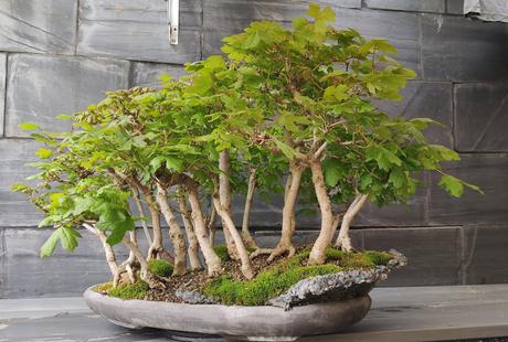 Diorama con Acers Campestres : 25 un bosque de verdad