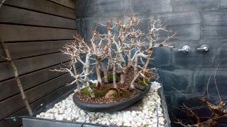 Diorama con Acers Campestres : 25 un bosque de verdad