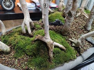 Diorama con Acers Campestres : 25 un bosque de verdad