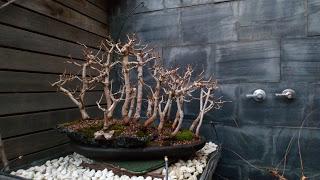 Diorama con Acers Campestres : 25 un bosque de verdad Diorama con Acers Campestres : 25 un bosque de verdad