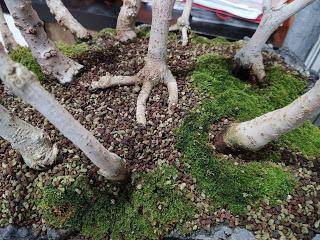 Diorama con Acers Campestres : 25 un bosque de verdad Diorama con Acers Campestres : 25 un bosque de verdad