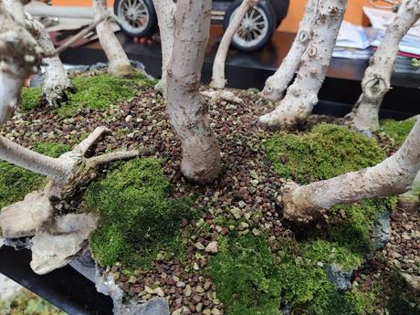 Diorama con Acers Campestres : 25 un bosque de verdad