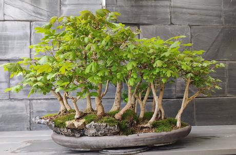 Diorama con Acers Campestres : 25 un bosque de verdad Diorama con Acers Campestres : 25 un bosque de verdad