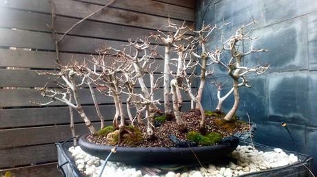Diorama con Acers Campestres : 25 un bosque de verdad Diorama con Acers Campestres : 25 un bosque de verdad