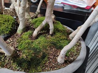 Diorama con Acers Campestres : 25 un bosque de verdad Diorama con Acers Campestres : 25 un bosque de verdad