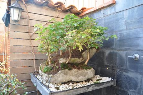 Diorama con Acers Campestres : 25 un bosque de verdad Diorama con Acers Campestres : 25 un bosque de verdad