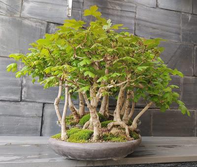 Diorama con Acers Campestres : 25 un bosque de verdad Diorama con Acers Campestres : 25 un bosque de verdad