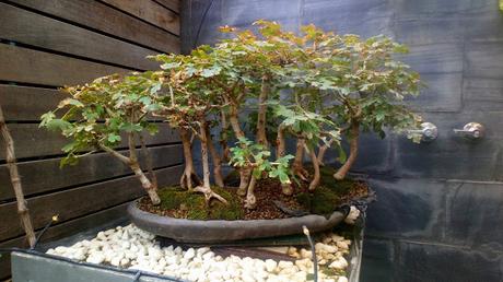 Diorama con Acers Campestres : 25 un bosque de verdad Diorama con Acers Campestres : 25 un bosque de verdad