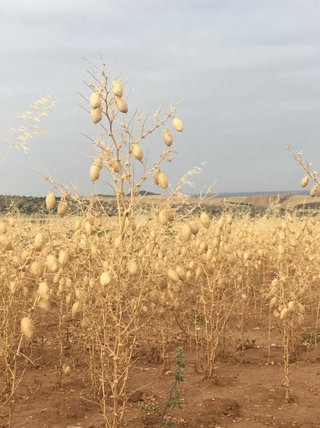 Faldas Debajo De La Mesa