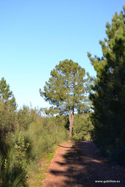 Castillo de Mayorga Castillo de Mayorga