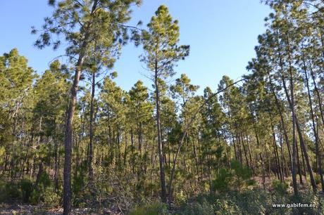 Castillo de Mayorga Castillo de Mayorga