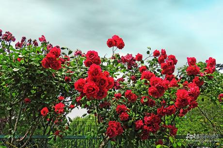 Rosas y espino - Fotografía