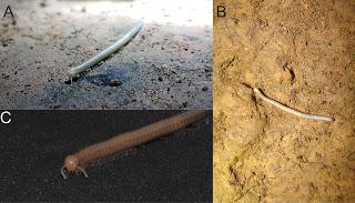 Nueva especie de diplópodo en Brasil Nueva especie de diplópodo en Brasil