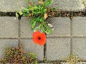 amapola entre adoquines