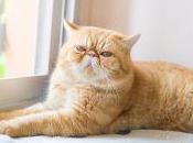 Benito (Gato LQSA)
