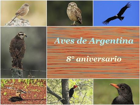 Octavo aniversario de Aves de Argentina