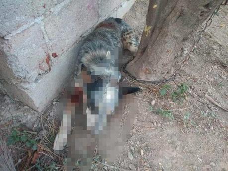 Policía de Matehuaal detiene en el acto a presunto asesino de perros Policía de Matehuaal detiene en el acto a presunto asesino de perros
