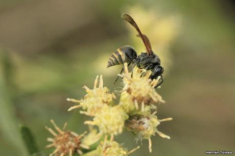 Polinizadores de otoño (y otros bichos)