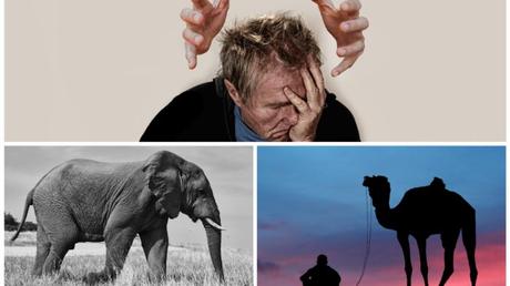 Decadencia más allá de los confines ocultos de los camellos y elefantes