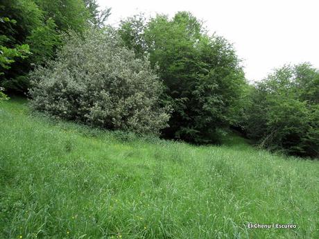 L.lindes-Pena Rueda-L´Escureo-Cortes