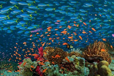 Destino submarinismo de lujo Islas Fiji