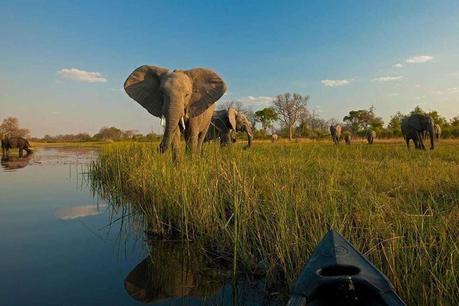 Destino Safari Lujo ver elefantes