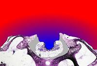 ¿Cuánto oxígeno necesita el Cerebro?