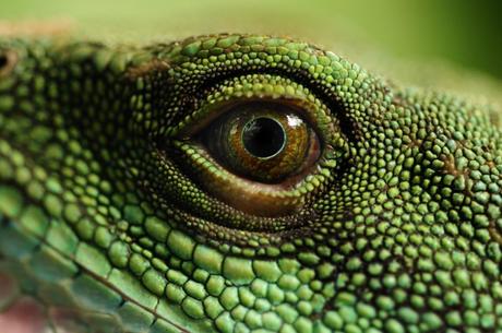 Curiosidades sobre reptiles