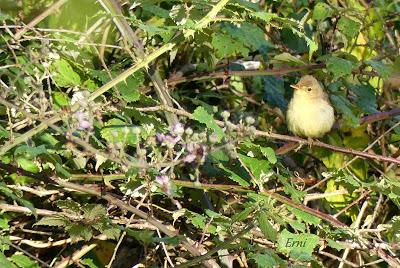 EL MES DE LOS POLLOS