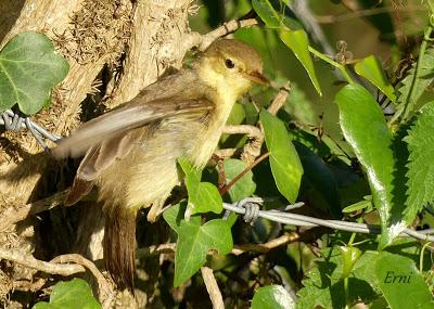 EL MES DE LOS POLLOS