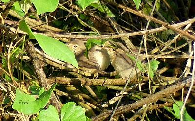EL MES DE LOS POLLOS