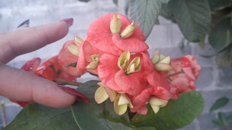 CORONA DE CRISTO DE DOBLE FLOR!! - Mi Jardín Secreto - YouTube