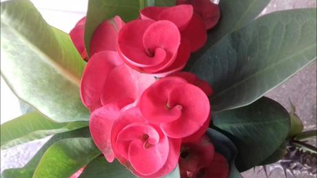 QUE ES la FLOR DE COPA en la CORONA DE CRISTO | FLOR DOBLE ...