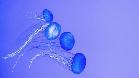 Ya están aquí las plagas del verano. Cómo actuar ante ellas