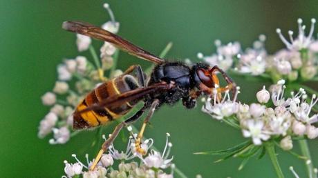 Ya están aquí las plagas del verano. Cómo actuar ante ellas