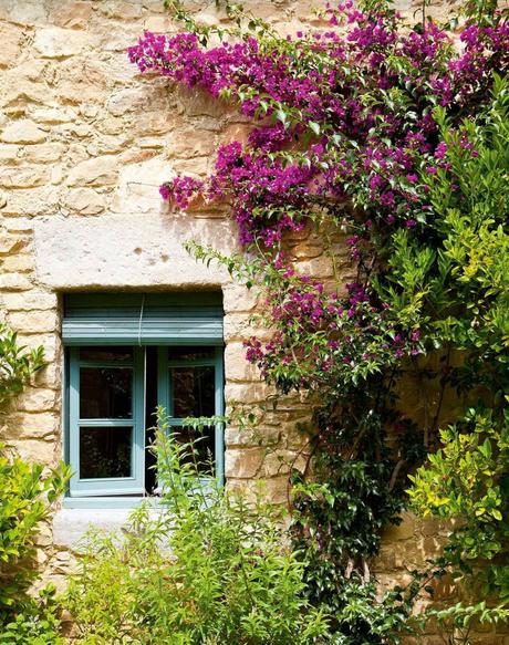 6 Consejos y cuidados para las buganvillas 6 Consejos y cuidados para las buganvillas