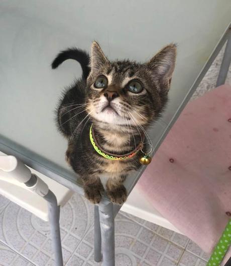 La imagen puede contener: gato