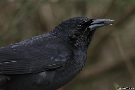 Aves del mirador Inalco