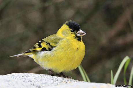 Aves del mirador Inalco